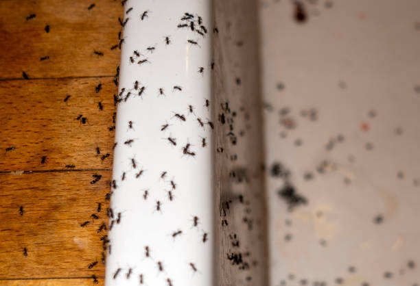 Best Ant Control Services  in New Cordell, OK
