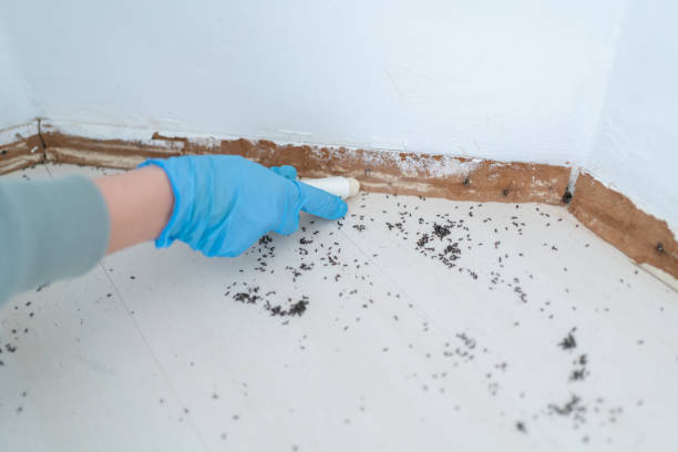 Best Termite Control Services  in New Cordell, OK